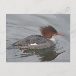 Common Merganser Postcard Vykort