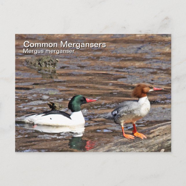 Common Merganser vykort (Framsida)