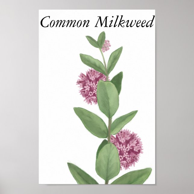 Common Milkweed Poster (Framsidan)