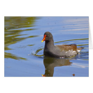 Common Moorhen Hälsningskort
