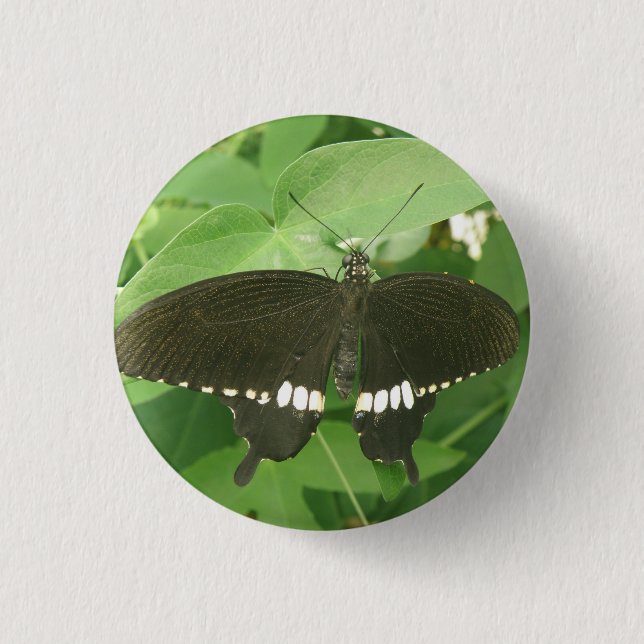 Common Mormon Butterfly Butterfly Button Knapp (Framsida)