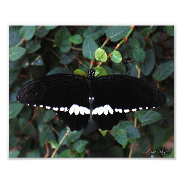 Common Mormon Butterfly Fototryck (Framsidan)