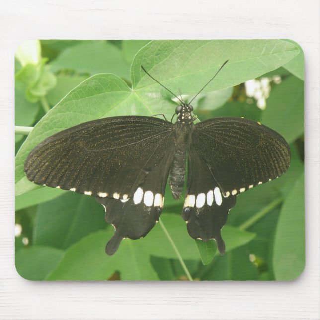 Common Mormon Butterfly Mousepad Musmatta (Framsidan)