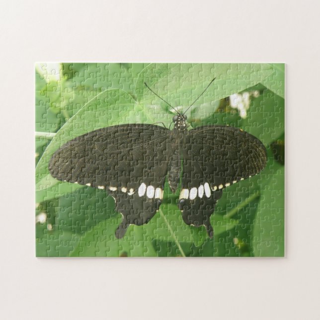 Common Mormon Butterfly Puzzle Pussel (Horisontell)