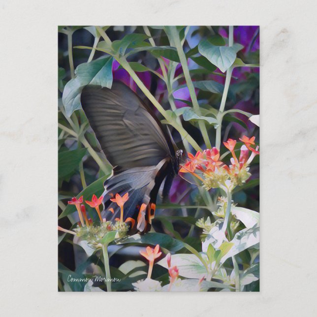 Common Mormon:vykort Vykort (Framsida)
