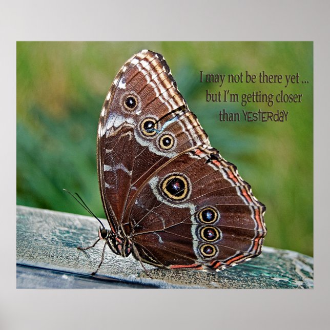 Common Morpho Butterfly Poster (Framsidan)