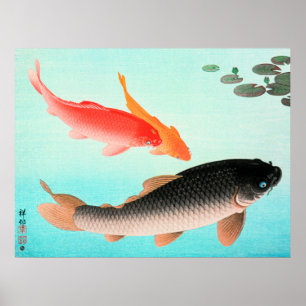Common och Golden Carp Poster