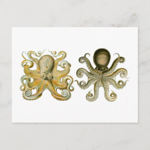 Common Octopus Vykort