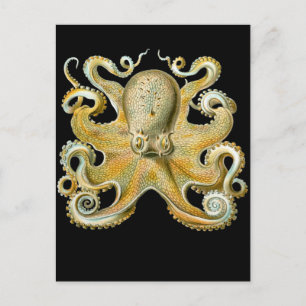 Common Octopus Vykort