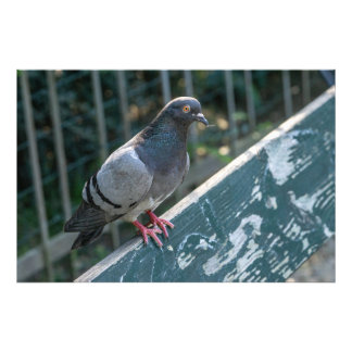 Common Pigeon Perched on a Wooden Bench in the Par Fototryck