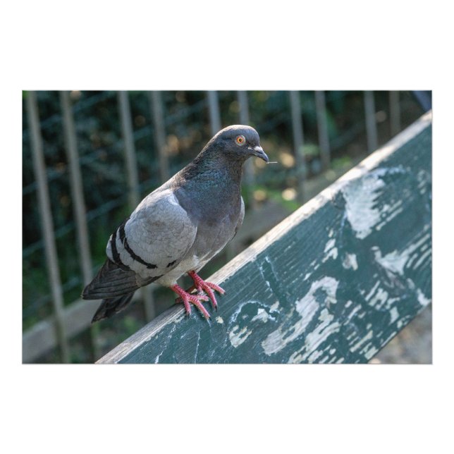 Common Pigeon Perched on a Wooden Bench in the Par Fototryck (Framsidan)