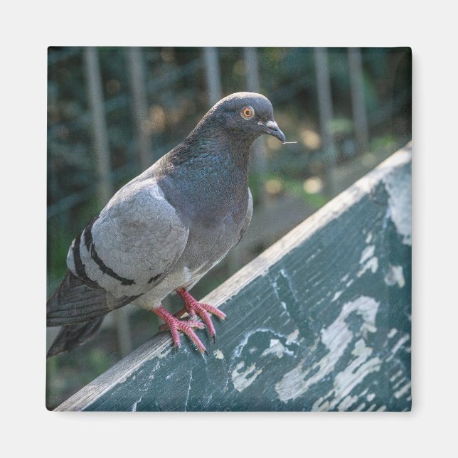 Common Pigeon Perched on a Wooden Bench in the Par Magnet (Framsidan)