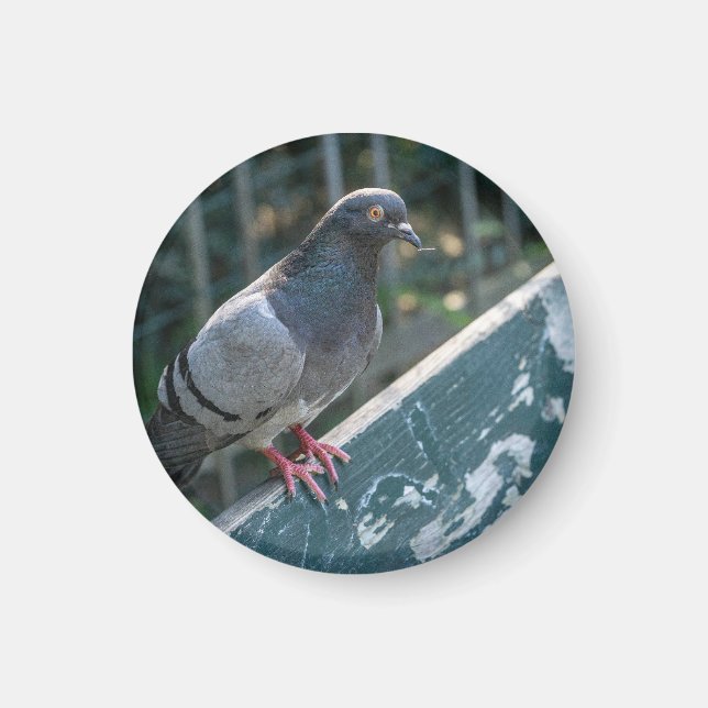 Common Pigeon Perched on a Wooden Bench in the Par Magnet (Framsidan)