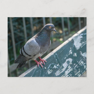 Common Pigeon Perched on a Wooden Bench in the Par Vykort