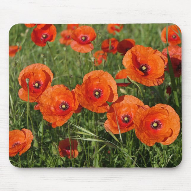 Common Poppies  Musmatta (Framsidan)
