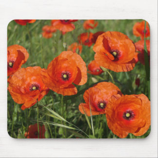 Common Poppies  Musmatta