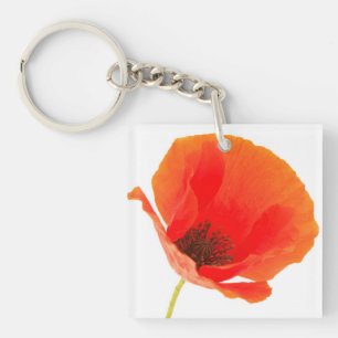 Common Poppy