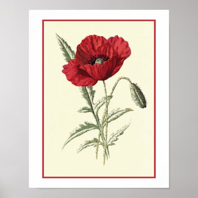 "Common Poppy" Botanical Illustration Poster (Framsidan)