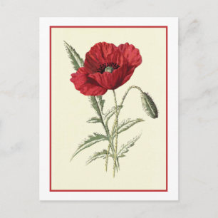"Common Poppy" Botanical Illustration Vykort