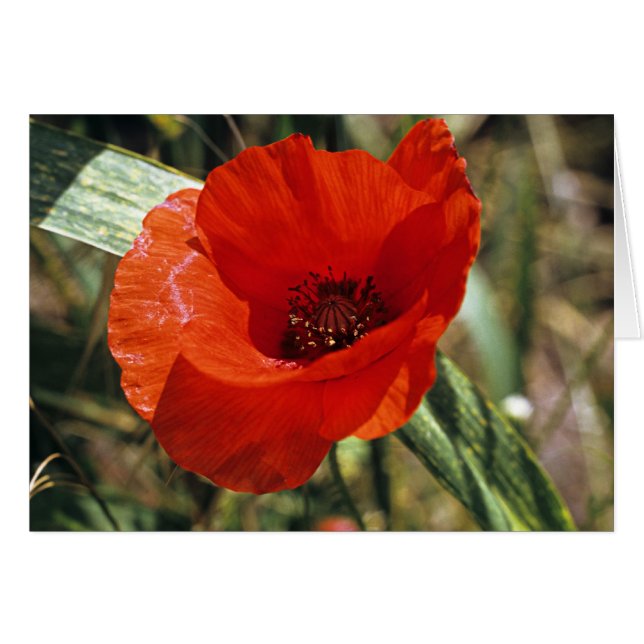 Common Poppy Hälsningskort (Framsidan Horizontal)