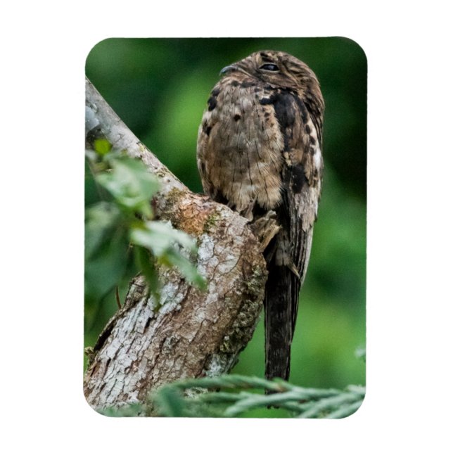 Common Potoo Small Magnet (Vertikal)