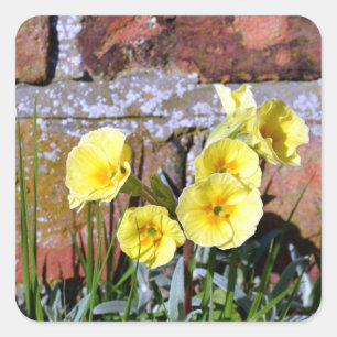 Common Primrose Fyrkantigt Klistermärke