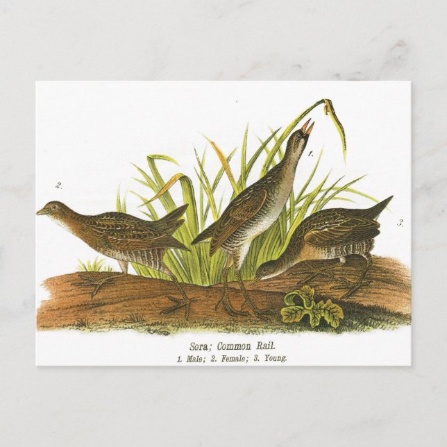 Common Rail Vykort (Framsida)