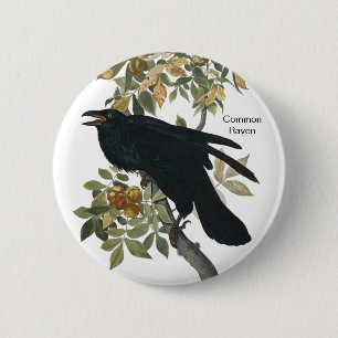 Common Raven by Audubon, Black Kråka, Fågelskåd Knapp