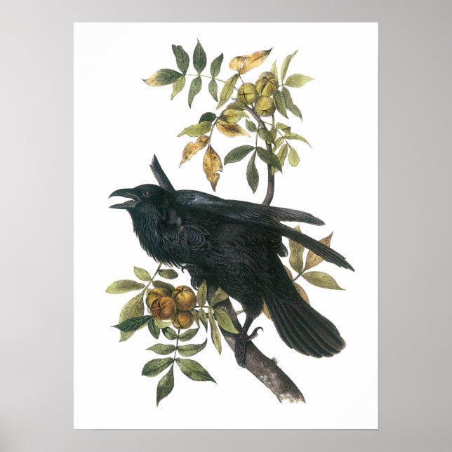 Common Raven by Audubon Poster (Framsidan)