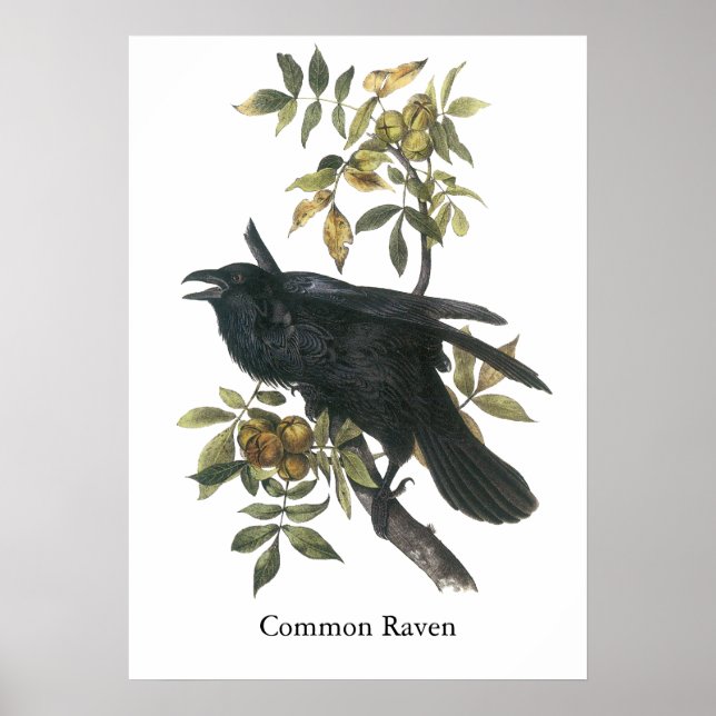 Common Raven, John audubon Poster (Framsidan)