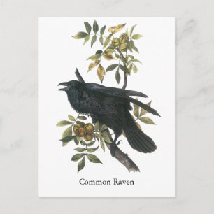 Common Raven, John audubon Vykort