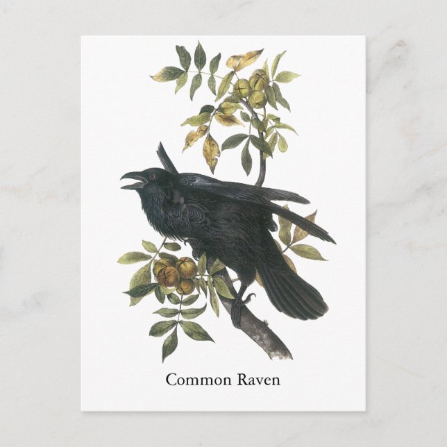 Common Raven, John audubon Vykort (Framsida)