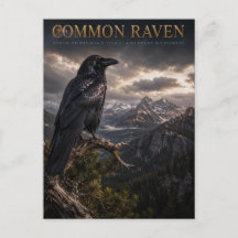 Common Raven Mountain Wilderness DJUR