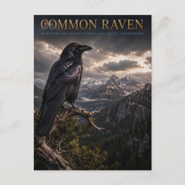 Common Raven Mountain Wilderness DJUR Vykort (Framsida)