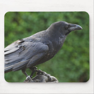 Common Raven Musmatta