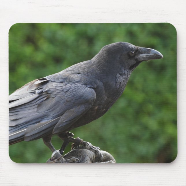 Common Raven Musmatta (Framsidan)