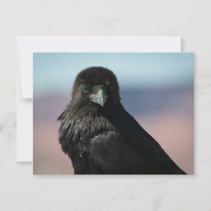Common Raven Vykort