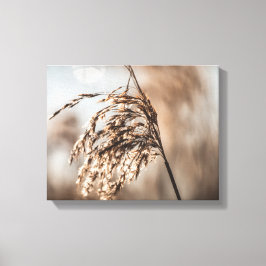 Common Reed Nature Photo Canvastryck
