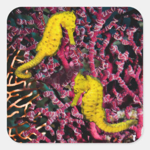 Common Sea Horse Hippocampus Taeniopterus Fyrkantigt Klistermärke