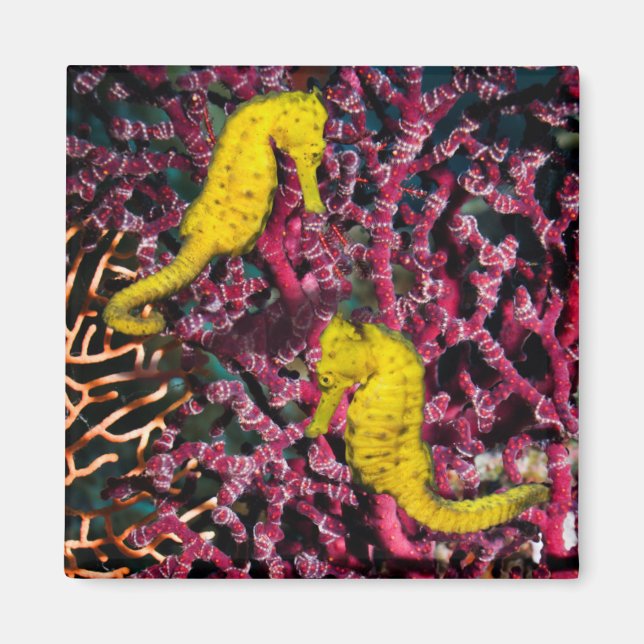 Common Sea Horse | Hippocampus Taeniopterus Magnet (Framsidan)
