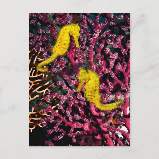 Common Sea Horse | Hippocampus Taeniopterus Vykort (Framsida)
