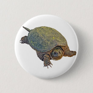 Common Snapping Turtle - Chelydra serpentina Knapp