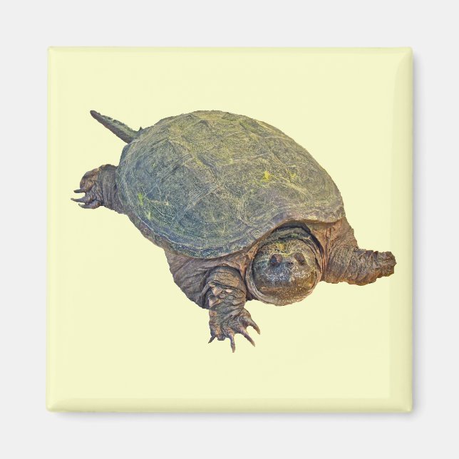 Common Snapping Turtle - Chelydra serpentina Magnet (Framsidan)