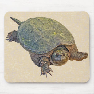 Common Snapping Turtle - Chelydra serpentina Musmatta