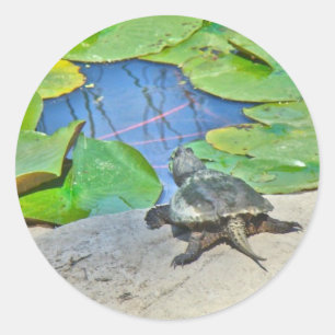 Common Snapping Turtle - Chelydra serpentina Runt Klistermärke