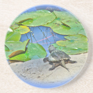 Common Snapping Turtle - Chelydra serpentina Underlägg