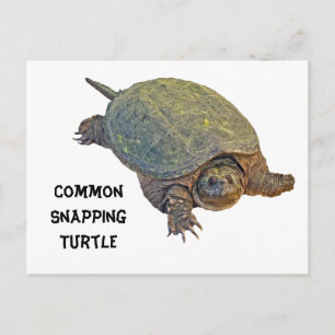 Common Snapping Turtle - Chelydra serpentina Vykort