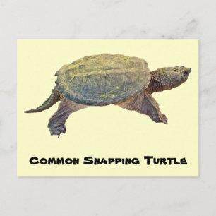 Common Snapping Turtle - Chelydra serpentina Vykort