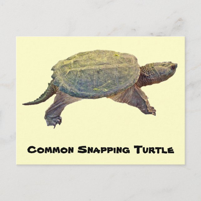 Common Snapping Turtle - Chelydra serpentina Vykort (Framsida)