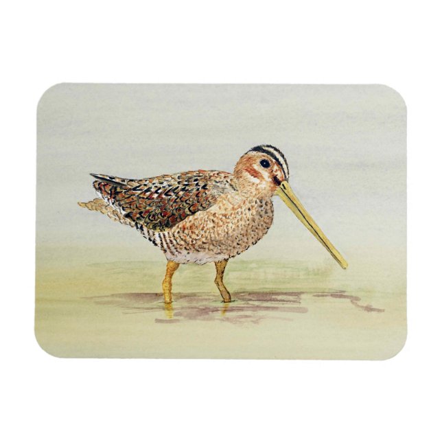 Common Snipe Magnet (Horisontell)